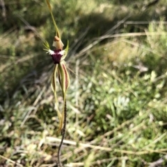 Caladenia parva (Brown-clubbed Spider Orchid) at Bungendore, NSW - 1 Oct 2021 by yellowboxwoodland