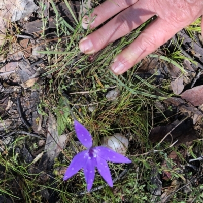 Glossodia major (Wax Lip Orchid) at Bungendore, NSW - 30 Sep 2021 by yellowboxwoodland