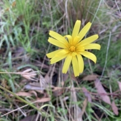 Microseris walteri (Yam Daisy, Murnong) at Bungendore, NSW - 2 Oct 2021 by yellowboxwoodland