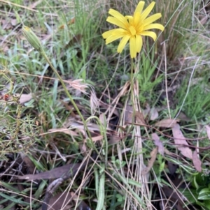 Microseris walteri at Bungendore, NSW - 2 Oct 2021 10:24 AM