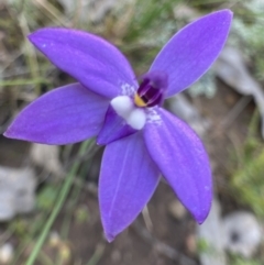 Glossodia major (Wax Lip Orchid) at Bungendore, NSW - 2 Oct 2021 by yellowboxwoodland