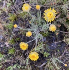 Leucochrysum albicans subsp. albicans at Bungendore, NSW - 2 Oct 2021