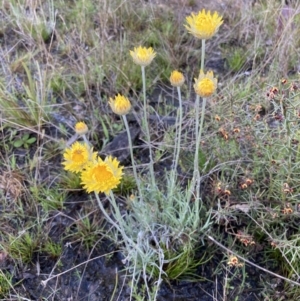 Leucochrysum albicans subsp. albicans at Bungendore, NSW - 2 Oct 2021 10:21 AM