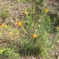 Xerochrysum viscosum (Sticky Everlasting) at Bruce, ACT - 4 Oct 2021 by JohnGiacon