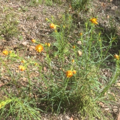 Xerochrysum viscosum (Sticky Everlasting) at Bruce, ACT - 4 Oct 2021 by jgiacon