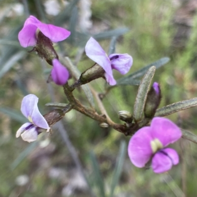 Glycine clandestina (Twining Glycine) at Bungendore, NSW - 2 Oct 2021 by yellowboxwoodland