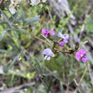 Glycine clandestina at Bungendore, NSW - 2 Oct 2021