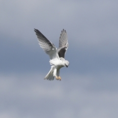 Elanus axillaris (Black-shouldered Kite) at Hawker, ACT - 3 Oct 2021 by AlisonMilton