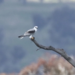 Elanus axillaris at Hawker, ACT - 4 Oct 2021 10:55 AM