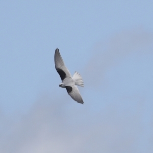 Elanus axillaris at Hawker, ACT - 4 Oct 2021