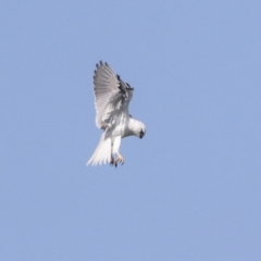 Elanus axillaris at Hawker, ACT - 4 Oct 2021