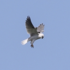 Elanus axillaris at Hawker, ACT - 4 Oct 2021 10:55 AM