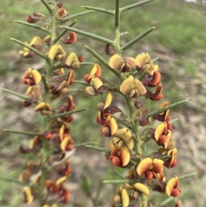 Daviesia genistifolia at Bungendore, NSW - 2 Oct 2021