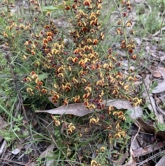 Daviesia genistifolia at Bungendore, NSW - 2 Oct 2021