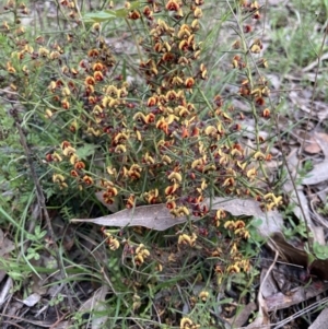 Daviesia genistifolia at Bungendore, NSW - 2 Oct 2021 10:32 AM