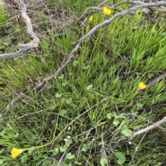 Microseris walteri (Yam Daisy, Murnong) at Crace, ACT - 4 Oct 2021 by mcosgrove