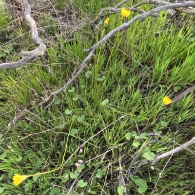 Microseris walteri (Yam Daisy, Murnong) at Crace, ACT - 4 Oct 2021 by mcosgrove