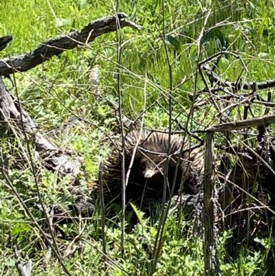 Tachyglossus aculeatus (Short-beaked Echidna) at Mount Ainslie - 4 Oct 2021 by Brad