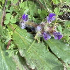 Ajuga australis (Austral Bugle) at Bungendore, NSW - 2 Oct 2021 by yellowboxwoodland