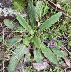 Ajuga australis at Bungendore, NSW - 2 Oct 2021