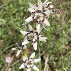 Wurmbea dioica subsp. dioica (Early Nancy) at Bungendore, NSW - 2 Oct 2021 by yellowboxwoodland