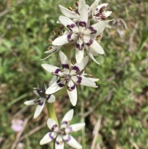 Wurmbea dioica subsp. dioica at Bungendore, NSW - 2 Oct 2021