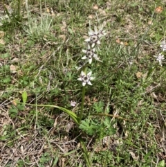 Wurmbea dioica subsp. dioica at Bungendore, NSW - 2 Oct 2021