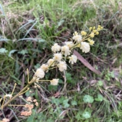 Acacia genistifolia (Early Wattle) at Bungendore, NSW - 2 Oct 2021 by yellowboxwoodland