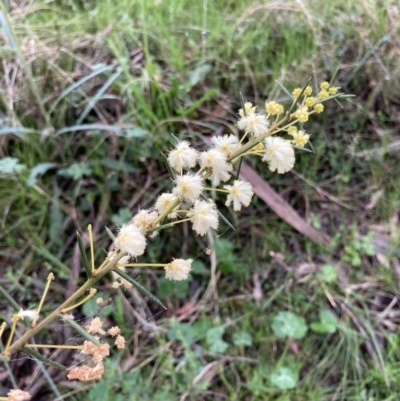 Acacia genistifolia (Early Wattle) at Bungendore, NSW - 2 Oct 2021 by yellowboxwoodland