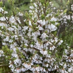 Leucopogon fletcheri subsp. brevisepalus (Twin Flower Beard-Heath) at Bungendore, NSW - 2 Oct 2021 by yellowboxwoodland