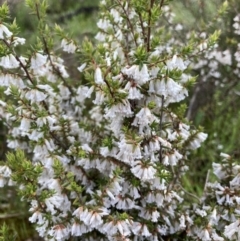 Styphelia fletcheri subsp. brevisepala (Twin Flower Beard-Heath) at Bungendore, NSW - 2 Oct 2021 by yellowboxwoodland