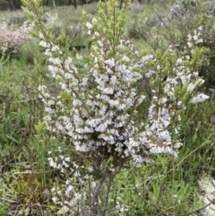 Leucopogon fletcheri subsp. brevisepalus at Bungendore, NSW - 2 Oct 2021