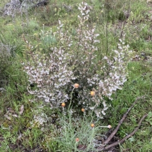 Leucopogon fletcheri subsp. brevisepalus at Bungendore, NSW - 2 Oct 2021