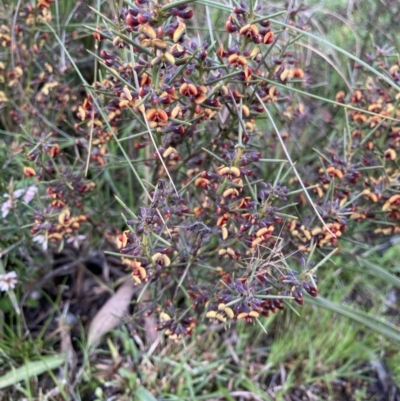 Daviesia genistifolia (Broom Bitter Pea) at Bungendore, NSW - 2 Oct 2021 by yellowboxwoodland