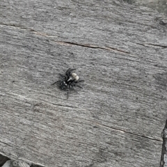 Unidentified Other web-building spider at Hackett, ACT - 4 Oct 2021 by Sarah2019