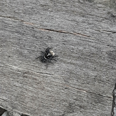 Unidentified Other web-building spider at Hackett, ACT - 4 Oct 2021 by Sarah2019