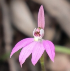 Caladenia carnea (Pink Fingers) at Hackett, ACT - 4 Oct 2021 by Sarah2019