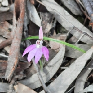 Caladenia carnea at Hackett, ACT - suppressed
