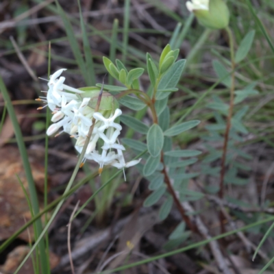 Pimelea linifolia subsp. linifolia (Queen of the Bush, Slender Rice-flower) at Hackett, ACT - 4 Oct 2021 by Sarah2019