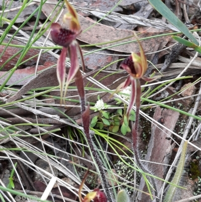 Caladenia actensis (Canberra Spider Orchid) at Mount Majura - 4 Oct 2021 by Sarah2019