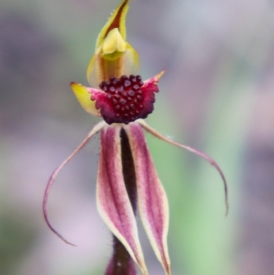 Caladenia actensis (Canberra Spider Orchid) at Mount Majura - 4 Oct 2021 by Sarah2019