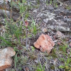 Caladenia actensis at suppressed - 4 Oct 2021