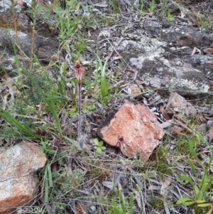 Caladenia actensis at suppressed - suppressed