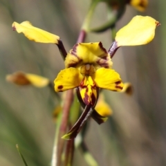 Diuris pardina (Leopard Doubletail) at Mount Majura - 4 Oct 2021 by Sarah2019