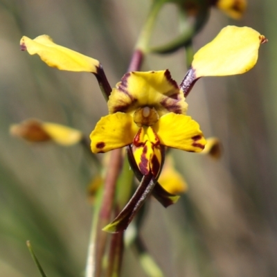 Diuris pardina (Leopard Doubletail) at Hackett, ACT - 4 Oct 2021 by Sarah2019