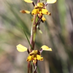 Diuris pardina at Hackett, ACT - 4 Oct 2021