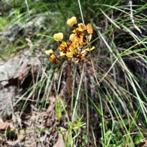 Diuris pardina at Hackett, ACT - 4 Oct 2021