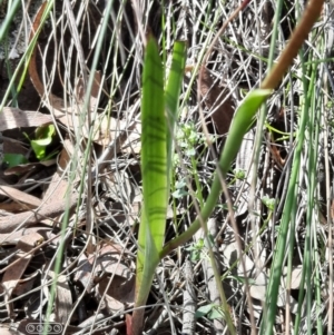 Diuris pardina at Hackett, ACT - 4 Oct 2021