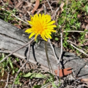 Microseris walteri at Hackett, ACT - 4 Oct 2021