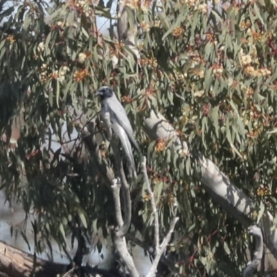 Coracina novaehollandiae (Black-faced Cuckooshrike) at The Pinnacle - 4 Oct 2021 by AlisonMilton